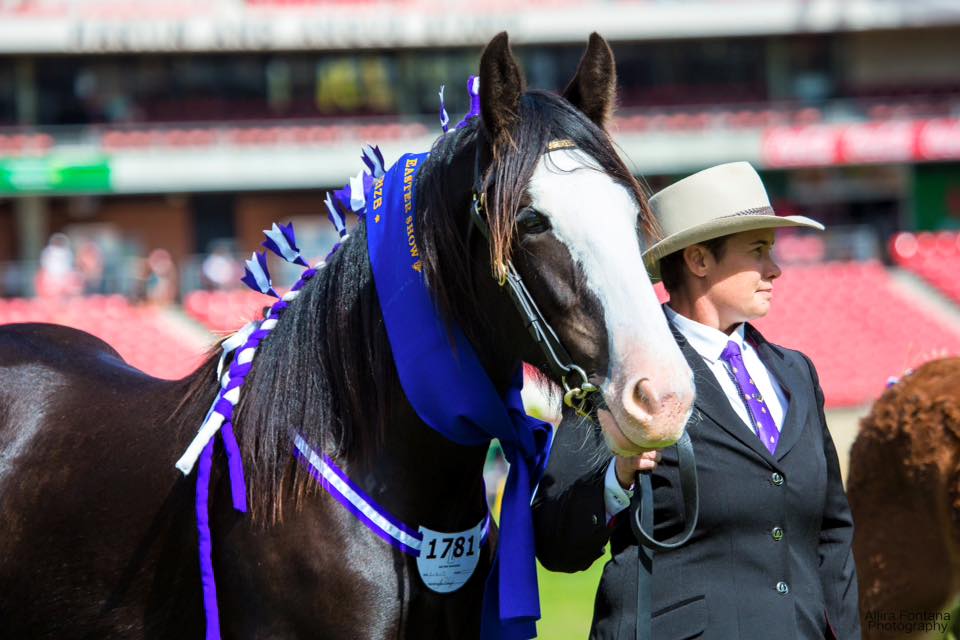 Shire Horses